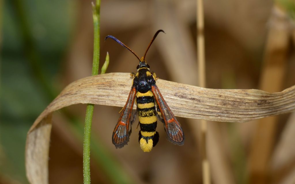 Sesiidae da identificare: Synanthedon theryi (Cfr)
